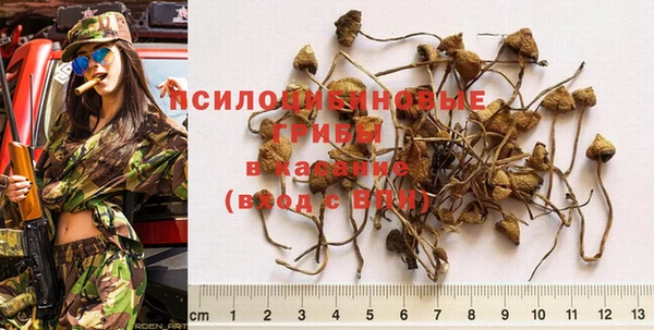 индика Щигры